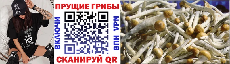 Галлюциногенные грибы Magic Shrooms  где купить наркотик  Реж 